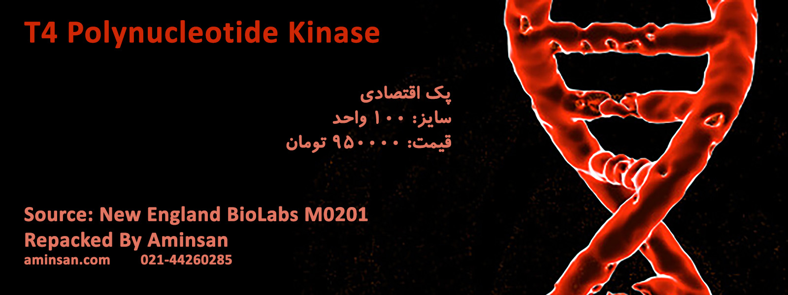 t4-kinase